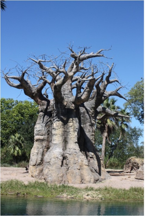 baobab tree